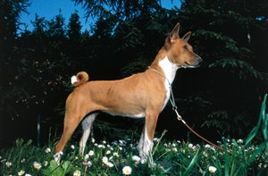 巴森吉犬 (照片) 作者 马其顿学校