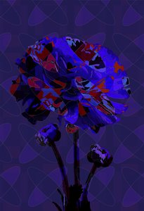 康乃馨,3 2019 作者 斯科特·戴维斯（Scott J.Davis）