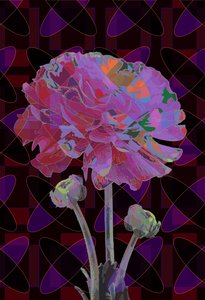 康乃馨, 2019 作者 斯科特·戴维斯（Scott J.Davis）