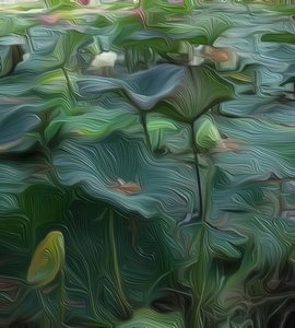 Lily Pond1 作者 斯科特·戴维斯（Scott J.Davis）
