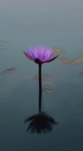 Purple lily 作者 斯科特·戴维斯（Scott J.Davis）