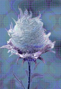 Wood Avens4, 2019 作者 斯科特·戴维斯（Scott J.Davis）