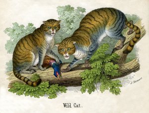 两只山猫的古董版画 作者 苏格兰学派