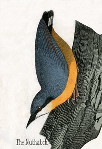 Nuthatch 的古董版画 作者 苏格兰学派