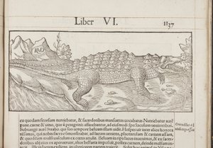 Cosmographia，Fol 1137,1544 作者 塞巴斯蒂安·芒斯特（Sebastian Munster）