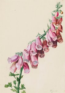 狐狸草 作者 塞巴斯蒂安·韦格迈尔