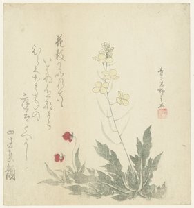 开花植物 作者 制作师流士