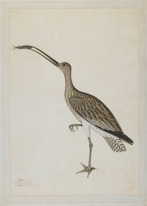 Eastern Curlew Devouring a Mudskipper 作者 谢赫·赞因·乌丁（Fl。1777-83）