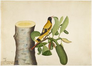 菠萝蜜树桩上的黑头黄Or和昆虫，1778年夫人因佩夫人委托创作的系列作品集