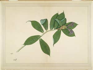 可丽饼生姜植物，由因佩伊夫人委托创作的系列的作品集，约1780年