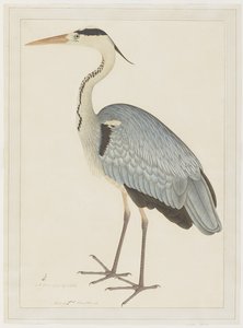 苍鹭，由伊佩夫人委托创作的系列作品集，约1780-82年