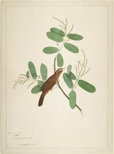 Hwamei在Terminalia Branch上的作品集，摘自Impey夫人委托创作的系列作品，1780年