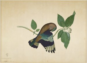 檀香木树枝上的印度滚轴，1779年因佩伊夫人委托创作的系列作品集