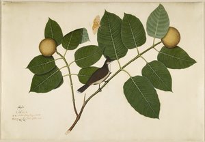 红色在卡丹巴树枝上的鳞茎鳞茎和Aganais榕蛾，从1777年夫人因佩伊委托创作的系列作品集中