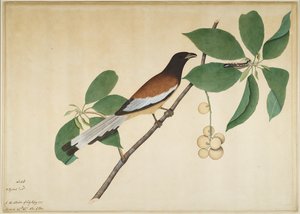 棕褐色的树皮和毛毛虫在树枝上，作品集由伊佩夫人委托创作，1777年