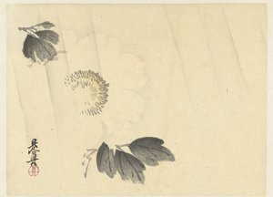 雨中的白牡丹 作者 Shibata Zeshin