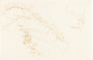 金银花 作者 爱德华·约翰·波因特爵士