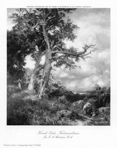 枫丹白露森林橡树，1908年。