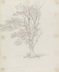 伊斯顿公园的树 作者 George Howland Beaumont 爵士第七世男爵
