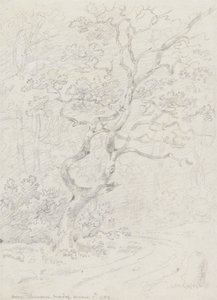 洛桑附近的树木