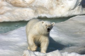 北极熊（Ursus maritimus）走过挪威斯瓦尔巴群岛的浮冰，2022 年（照片） 作者 西塞·布林伯格