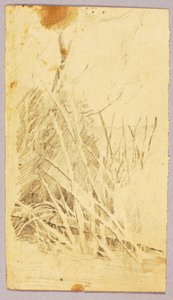 树叶 作者 梭伦·H·博格勒姆