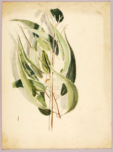 植物研究，19世纪末-20世纪初。