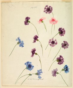 素描，研究：矢车菊，19 世纪末