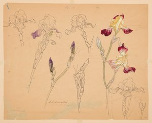 鸢尾花研究