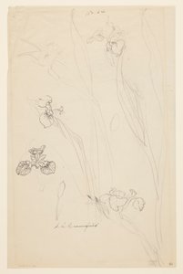 鸢尾花研究 作者 索菲亚·克朗菲尔德