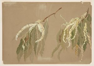 栗树树枝研究 作者 索菲亚·克朗菲尔德