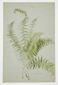 蕨类植物研究 作者 索菲亚·克朗菲尔德
