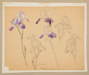 鸢尾花研究