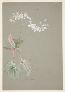 粉红海棠的研究 作者 索菲亚·克朗菲尔德