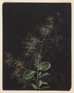 研究植物，可能是簇毛草