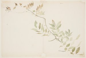 紫藤花叶研究