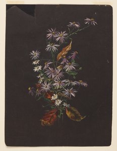 秋日花束研究 作者 索菲亚·克朗菲尔德