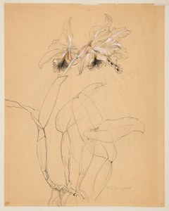 兰花研究 作者 索菲亚·克朗菲尔德