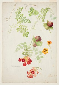 蕨类植物、喇叭藤和金莲花