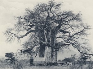 A Baobab Tree (b/w photo) 作者 南非摄影师