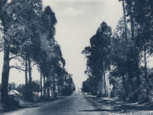 Avenue of Blue Gum Trees, Pretoria (b/w photo) 作者 南非摄影师