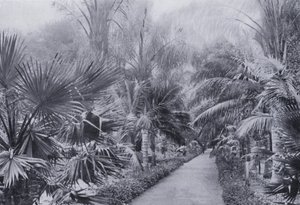 棕榈大道，植物园，德班（黑白照片） 作者 南非摄影师