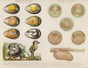 鸟类和鱼类从卵子中发育出来的过程（chromolitho）。 作者 西班牙语学校