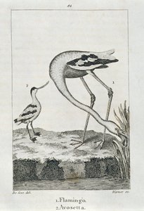 火烈鸟和Avosetta，来自地球和动画自然历史，1816年伦敦（铜板雕刻） 作者 西班牙语学校
