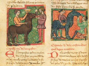 女士214 fol.26v治疗一只马的舌炎，来自Libro de Menescalcia y Albeyteria by Juan Alvarez，c.1390 作者 西班牙语学校