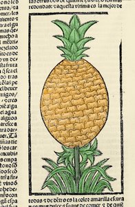 菠萝的表示法。 来自 Gonzalo Fernandez de Oviedo (Gonzalo) 或 Fernandez de，或 Hernandez de Oviedo y Valdes (1478-1557) 作者 西班牙语学校