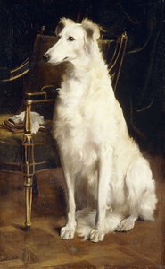 椅子上的俄国猎狼犬