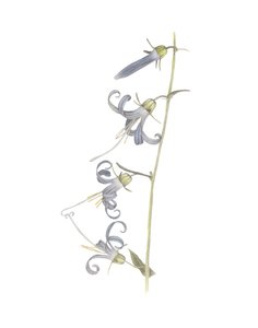 加州 Harebell，2015（石墨铅笔和水彩）