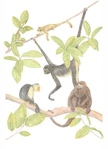 哥斯达黎加猴子，2019（石墨铅笔和数码）