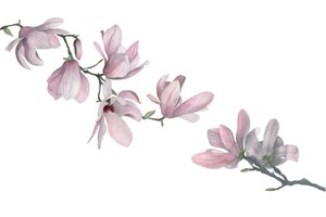 木兰，2015（石墨铅笔和水彩）